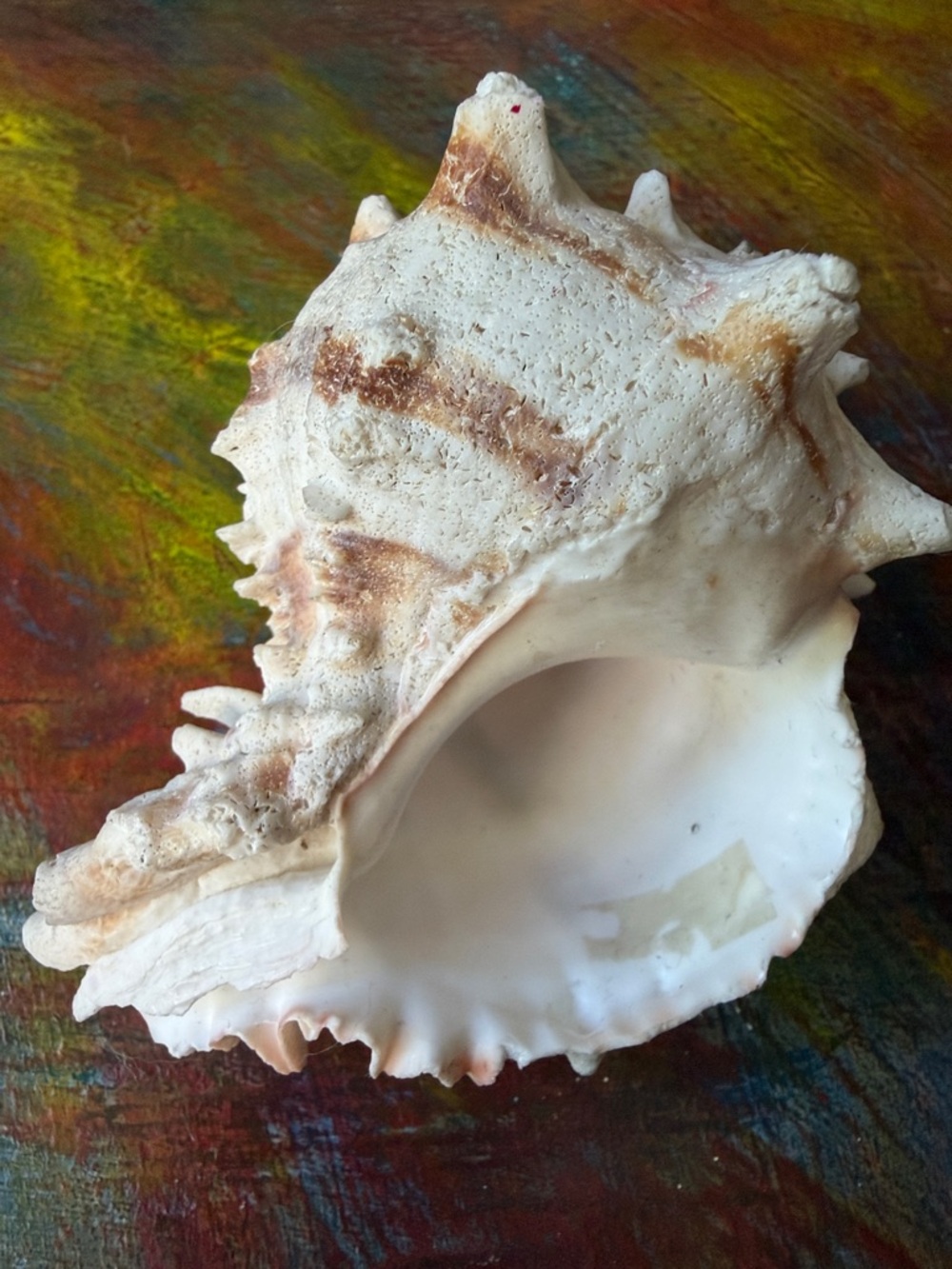 Large Natural Sea Shell - White and Tan Conch 4.5"